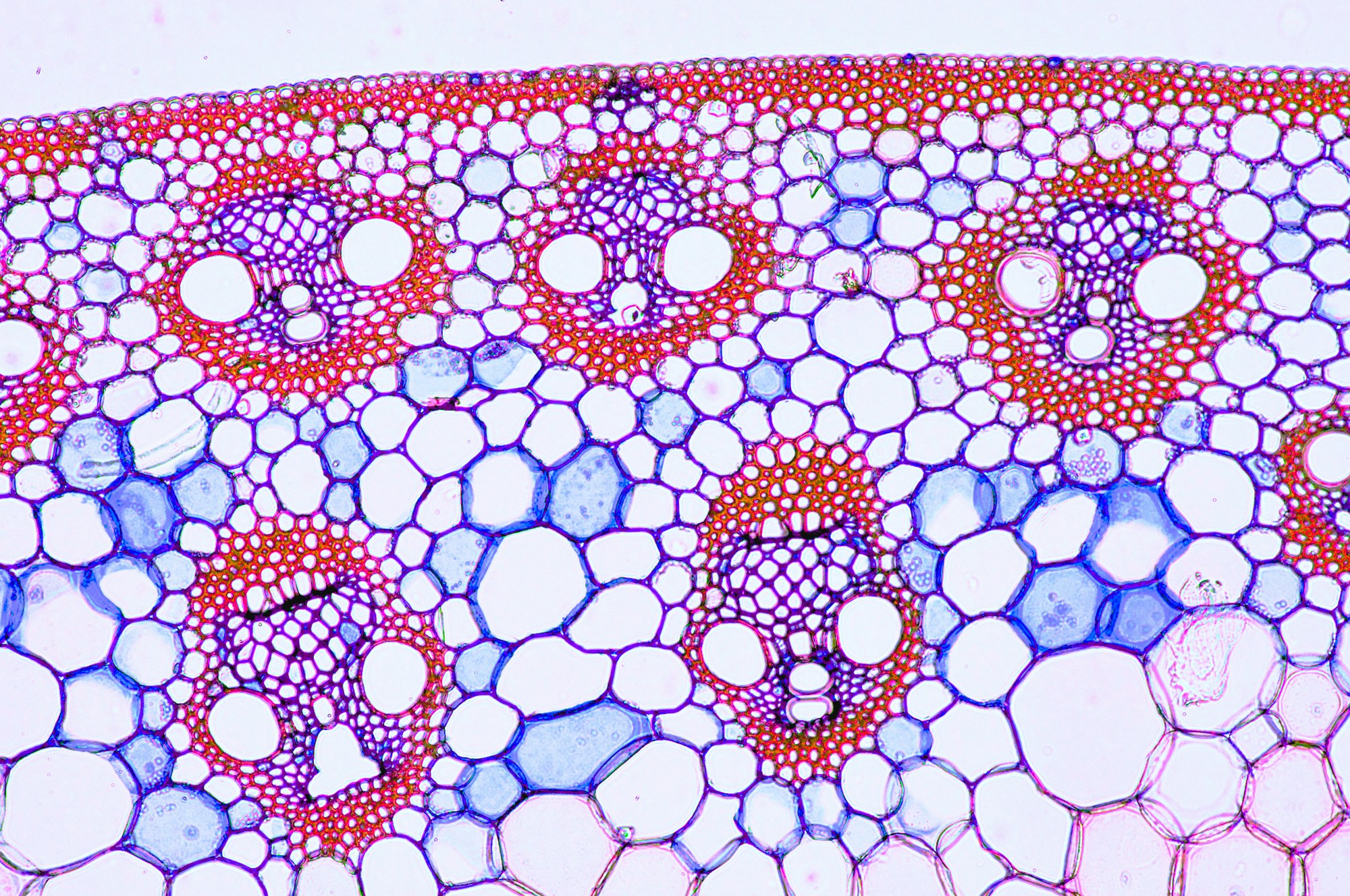 Micrograph image of vascular bundles in a sprout of corn.