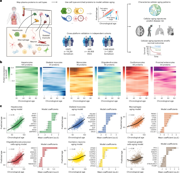 Plasma proteomics links cell-specific aging signatures to disease risk