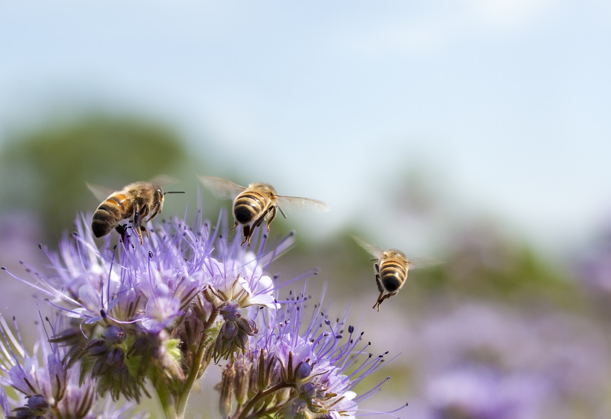 Honey bees flying away from a flower.