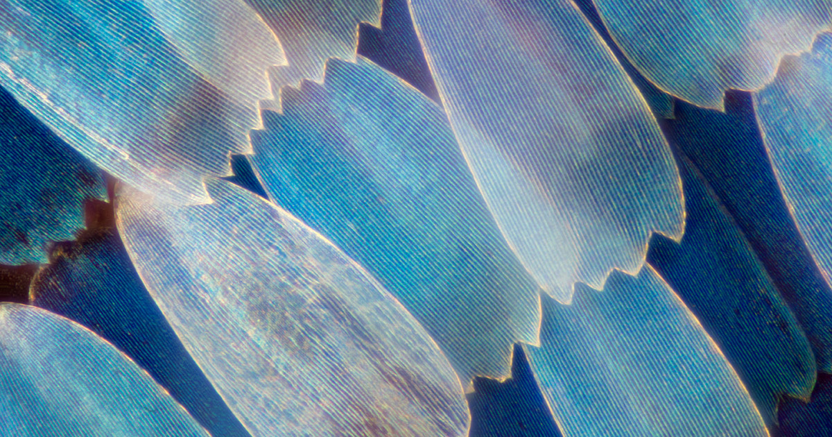 UKRI updates pauses and reopenings for MRC and BBSRC funding opportunities